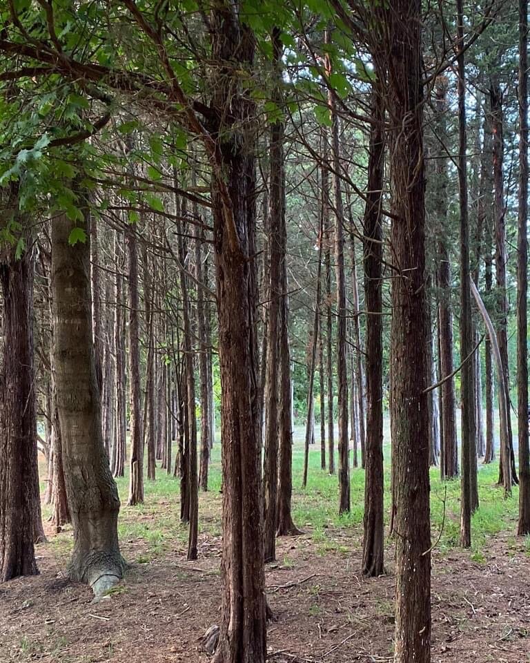 Placid Woods