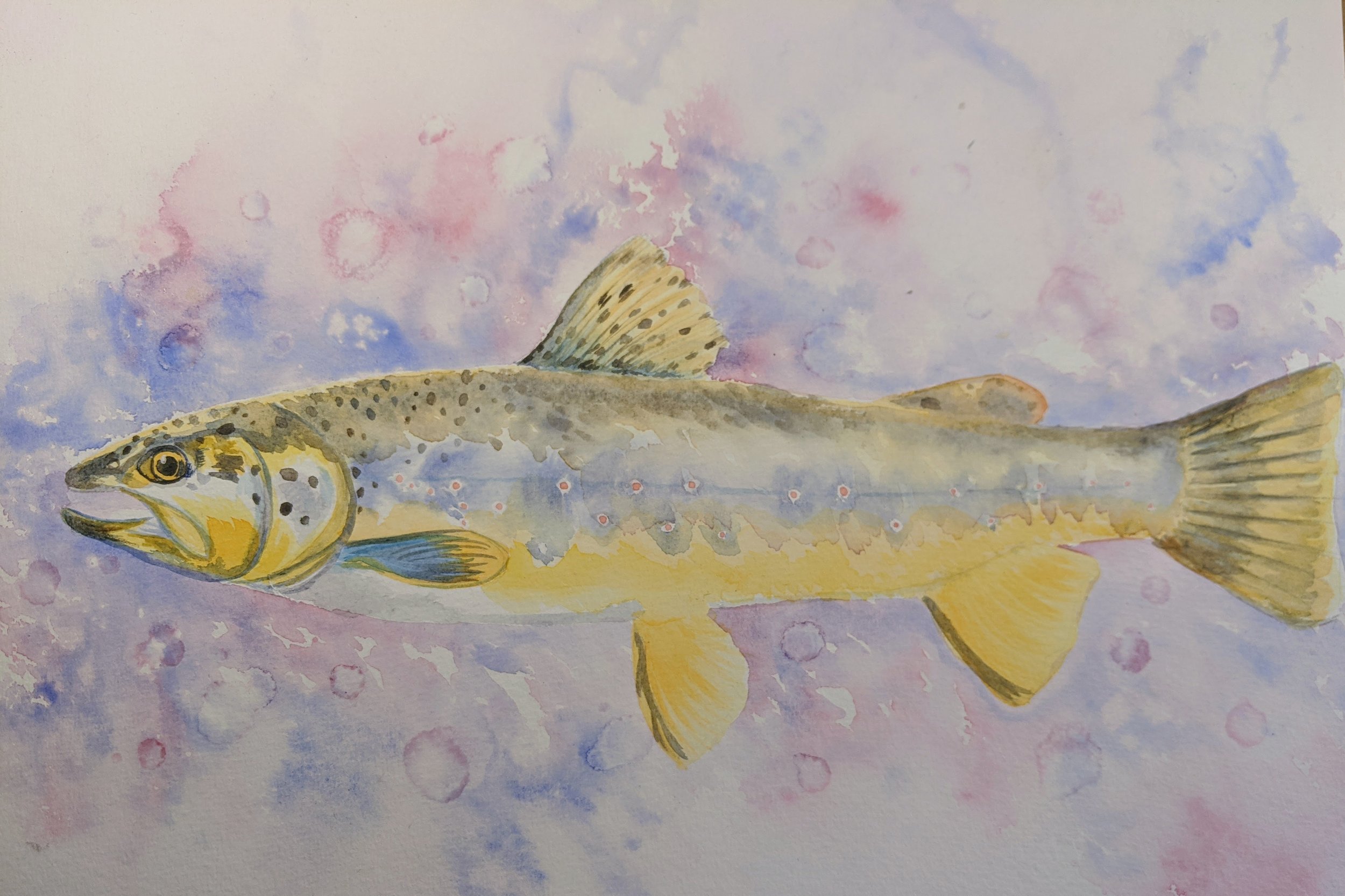 Watercolour Fish 3 week course