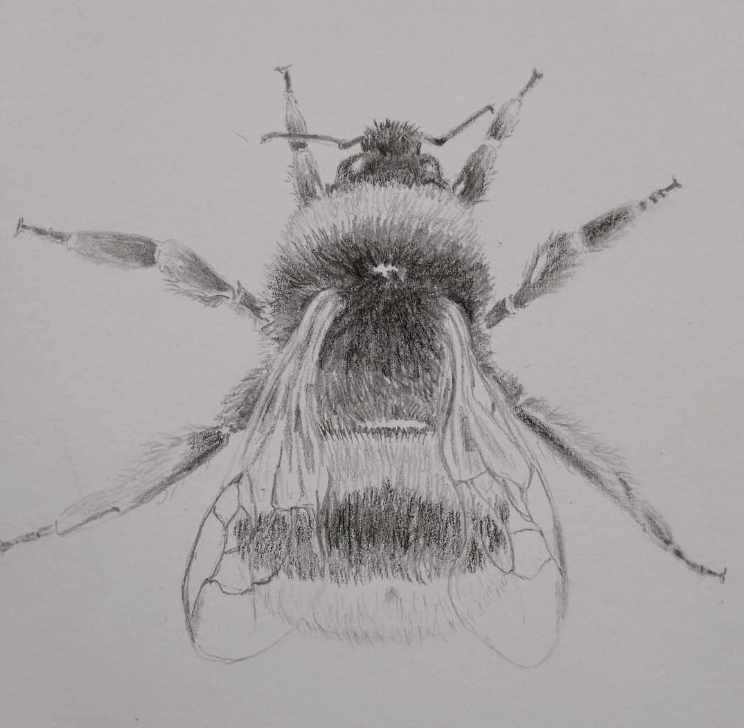 Insect Colouring pencils