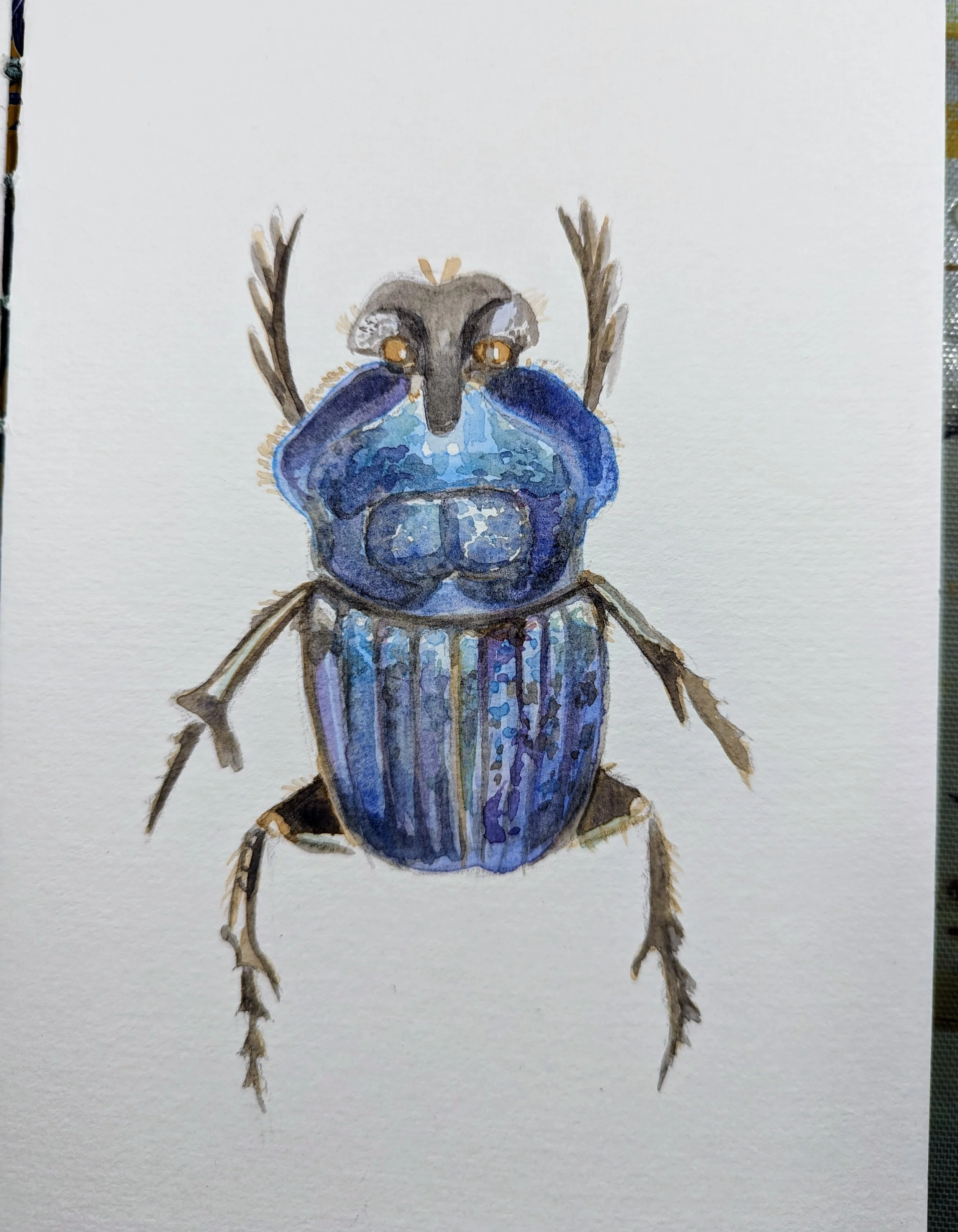 Mixed Media Online Bug Course 