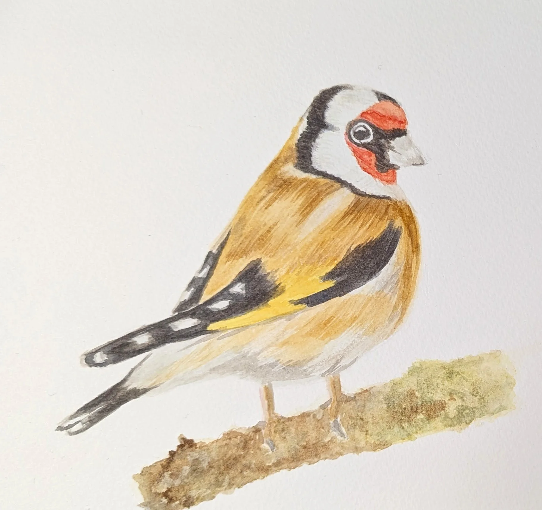 Watercolour birds @ The Bishop's Palace