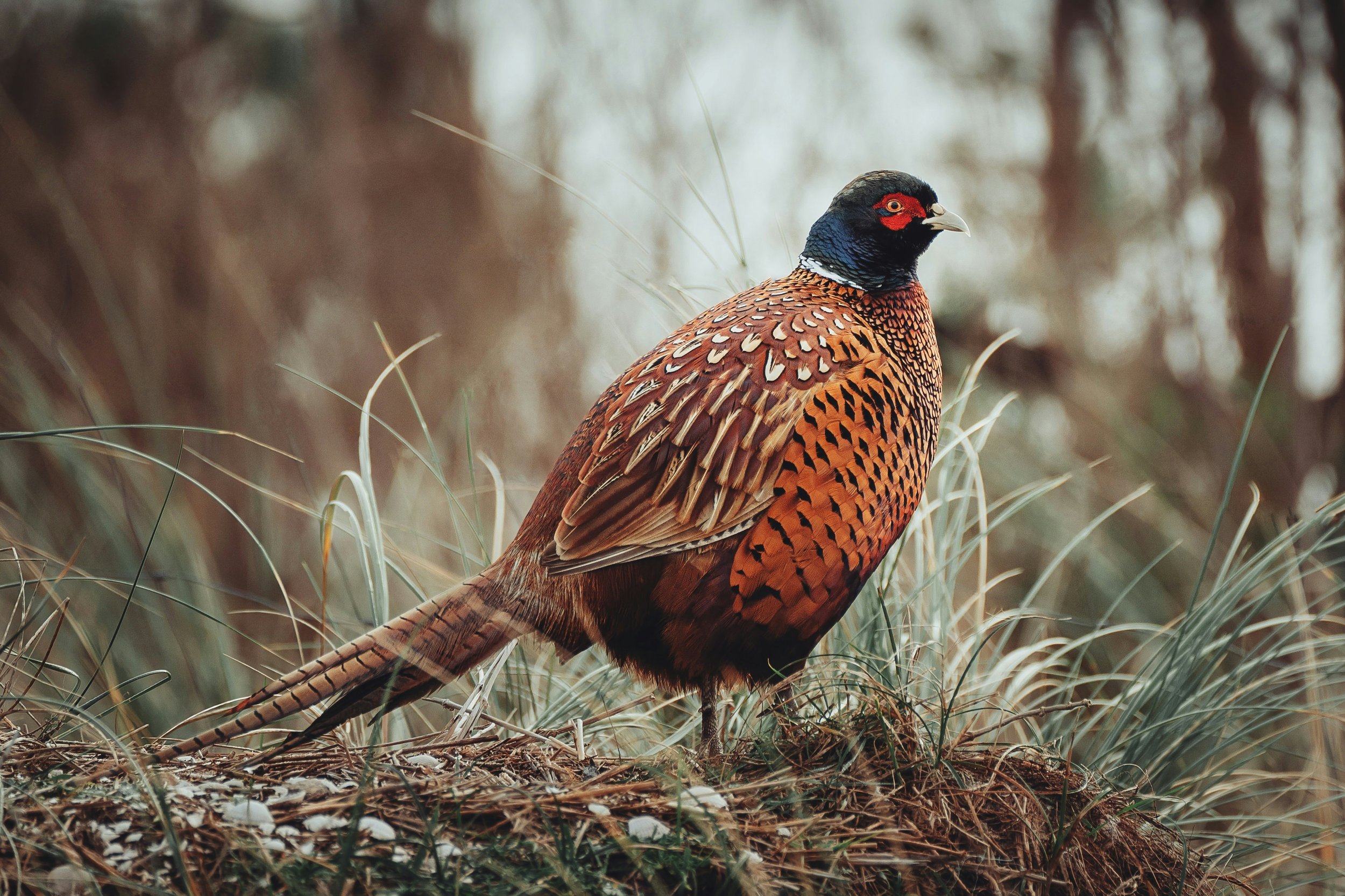 sies-kranen-sxUdB_QFFJ4-unsplash.jpg