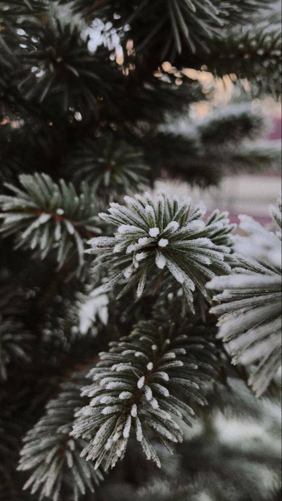 snowy pine close.jpeg