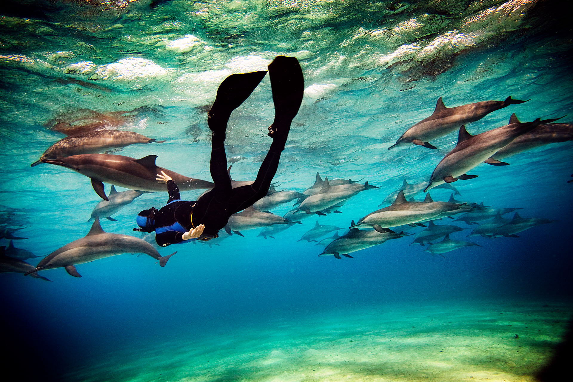 Delfiner. Foto: Johan Marklund