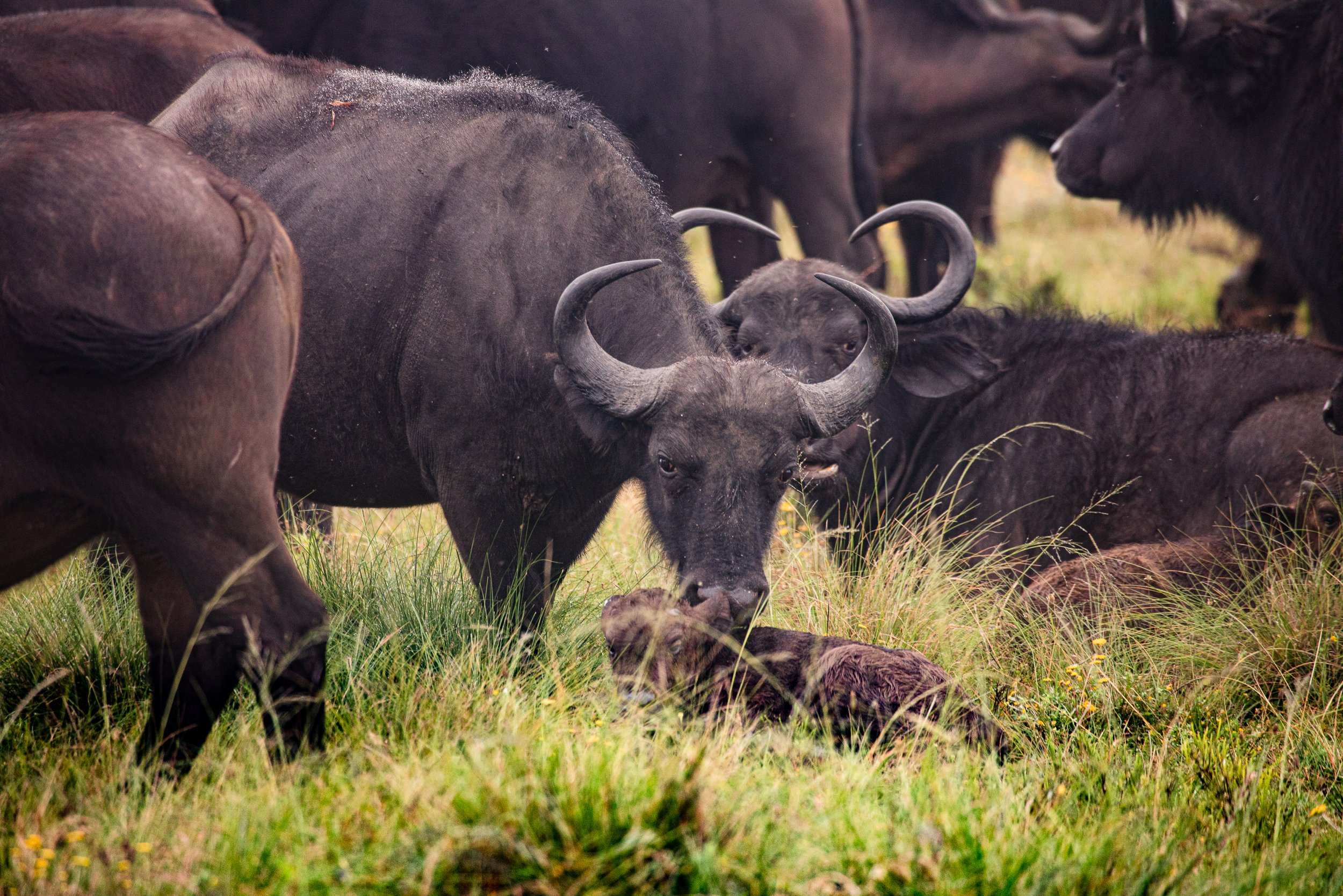 Cape buffalo - kap-buffel