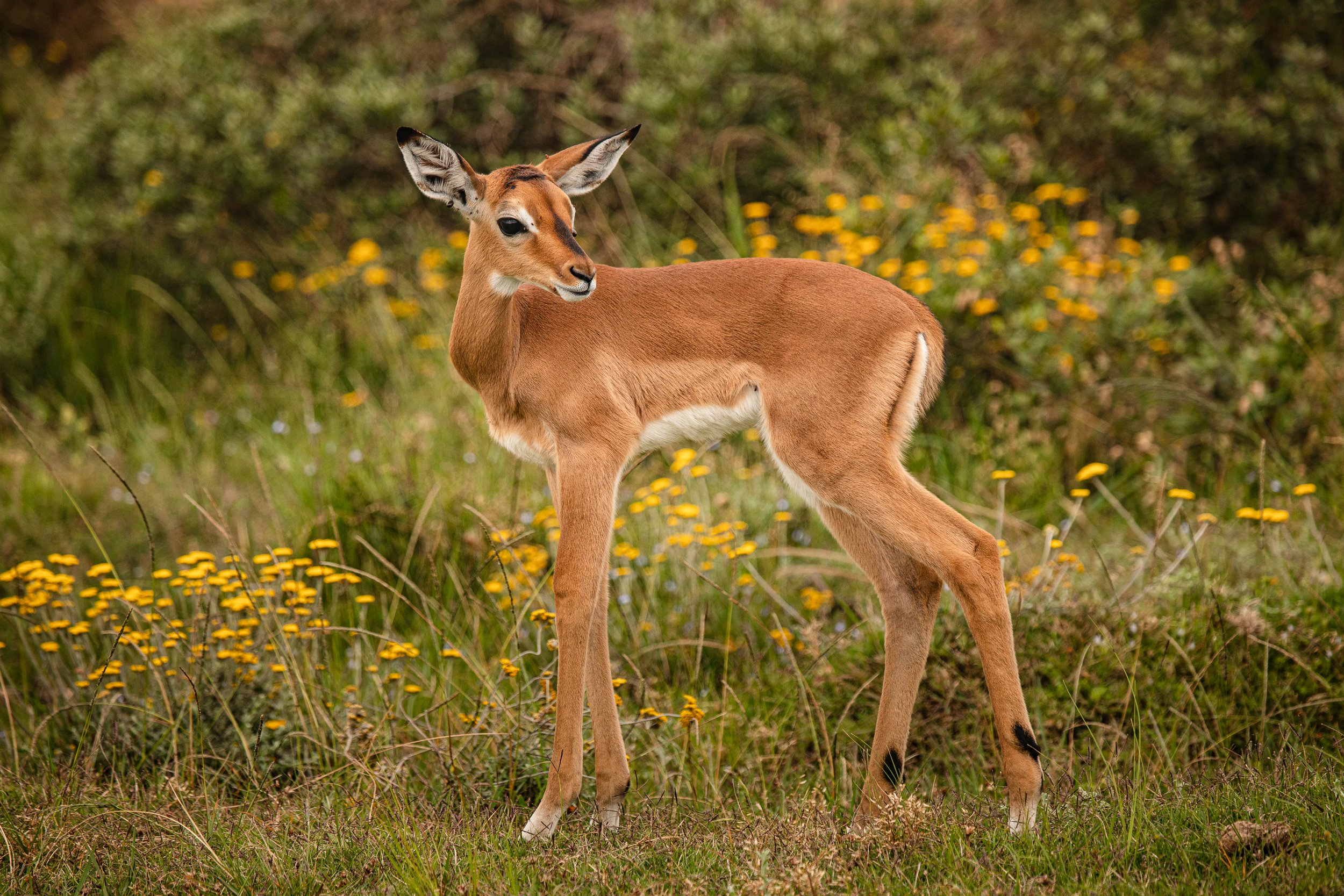 Ett impala-kid