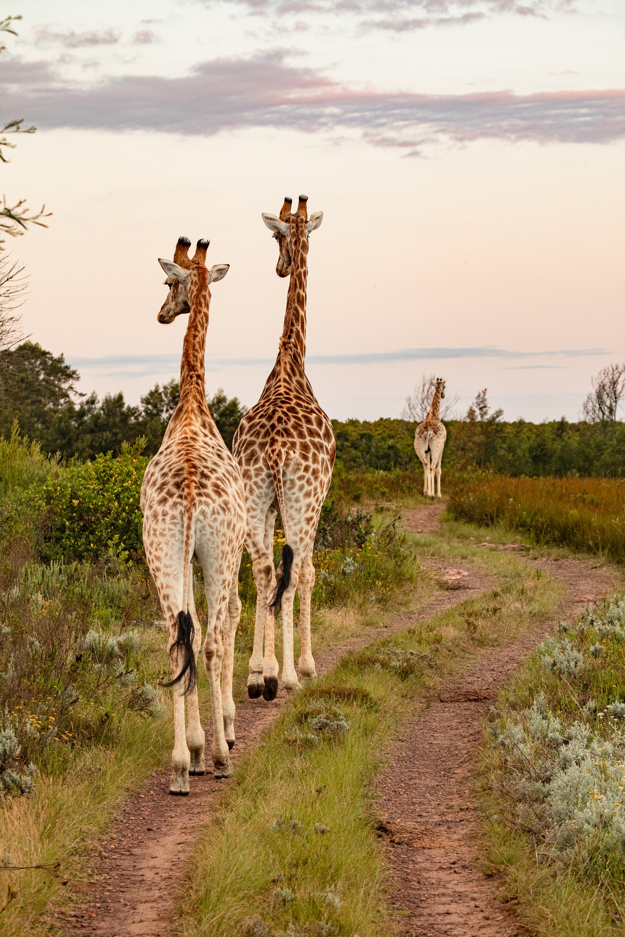 Trafikstockning - giraffer på kvällspromenad