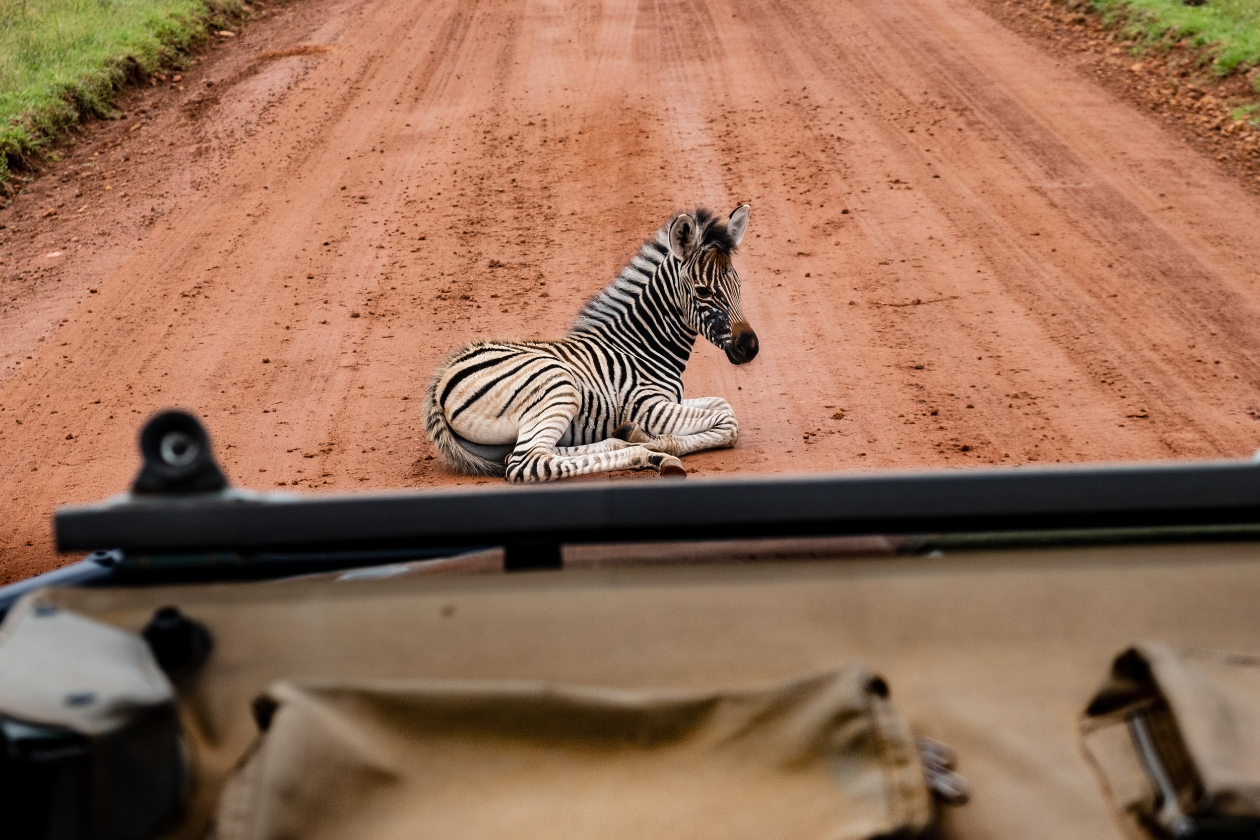 Ett zebraföl som inte tänker flytta på sig