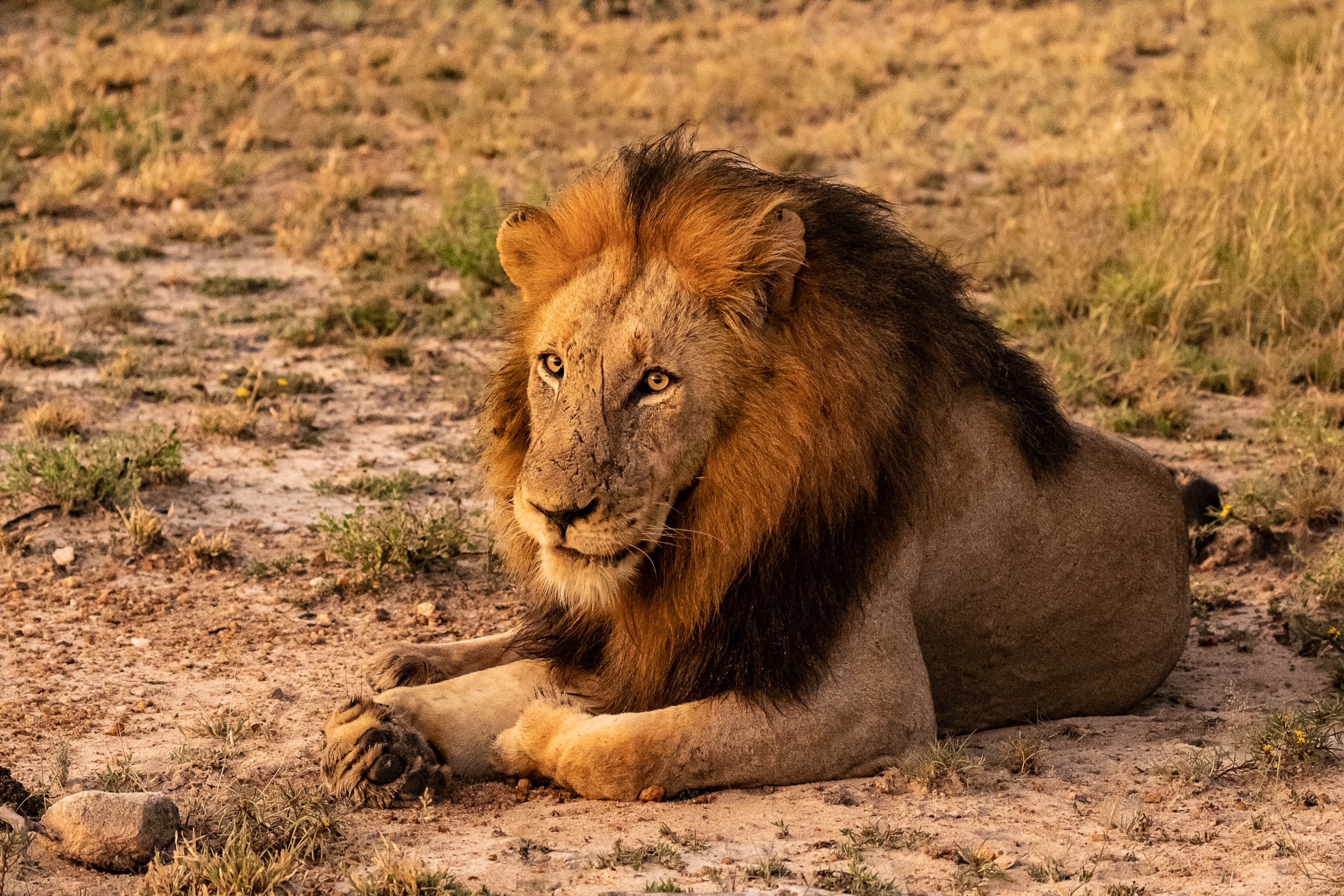 Lejon i Klaserireservatet, Sydafrika.