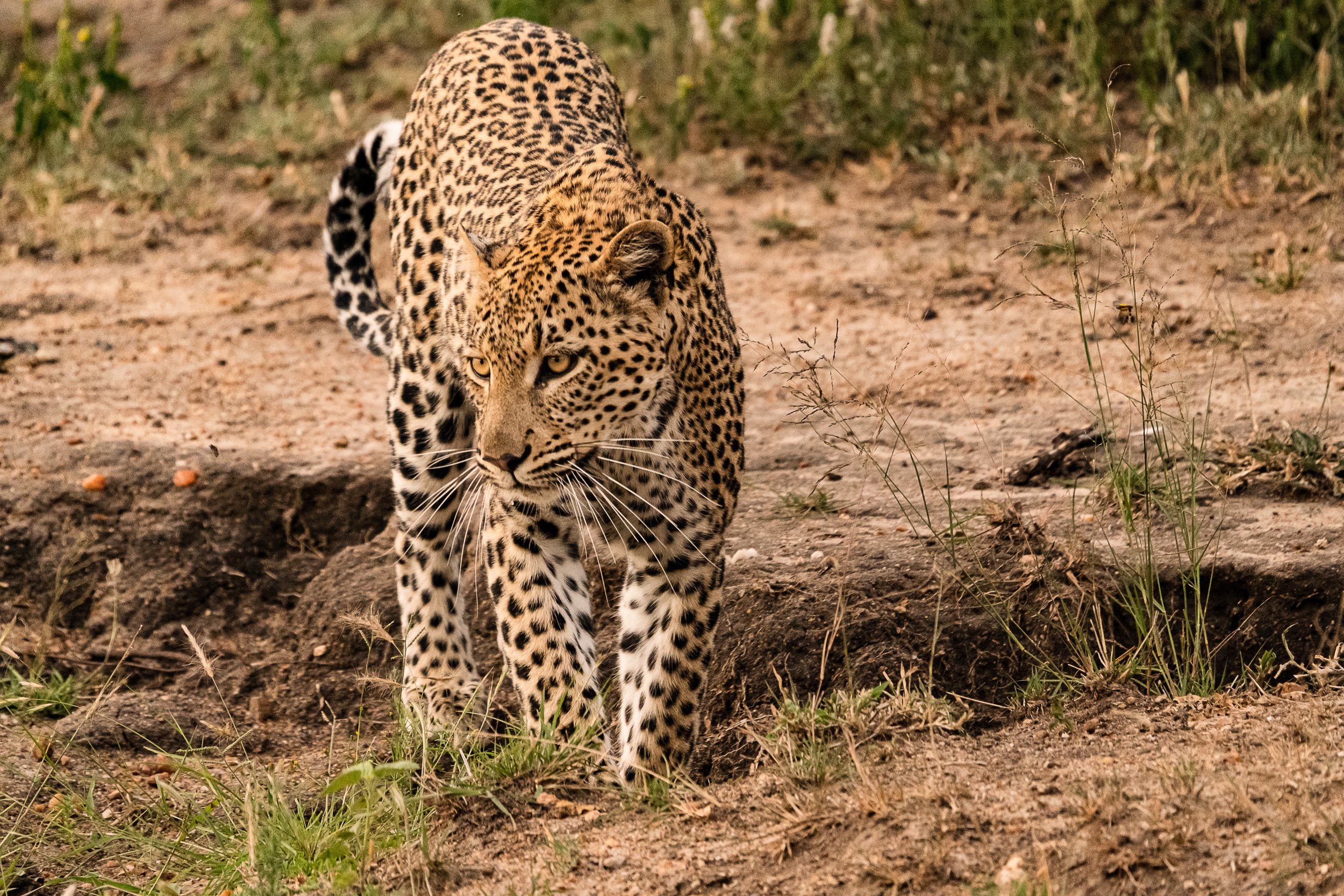 Leopard, Timbavati, Sydafrika
