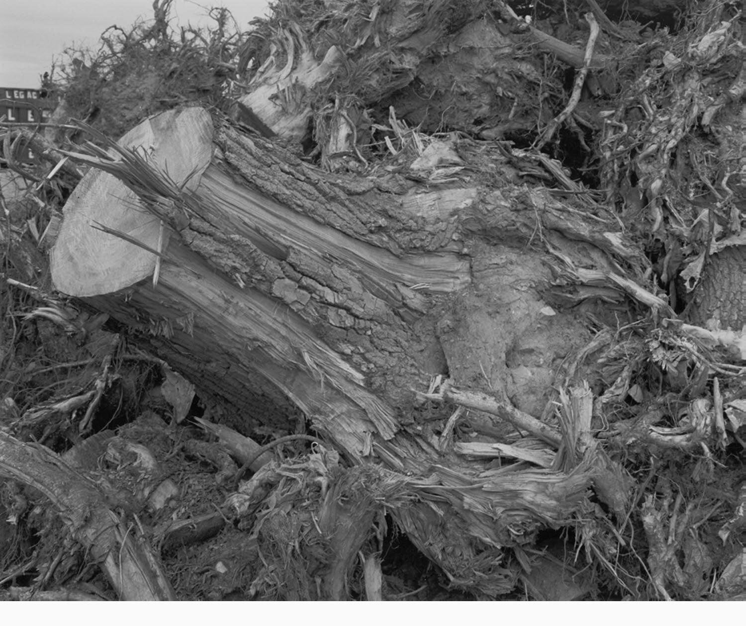 untitled, Meadowland Journal, image no. 4-30-09_2_5-4