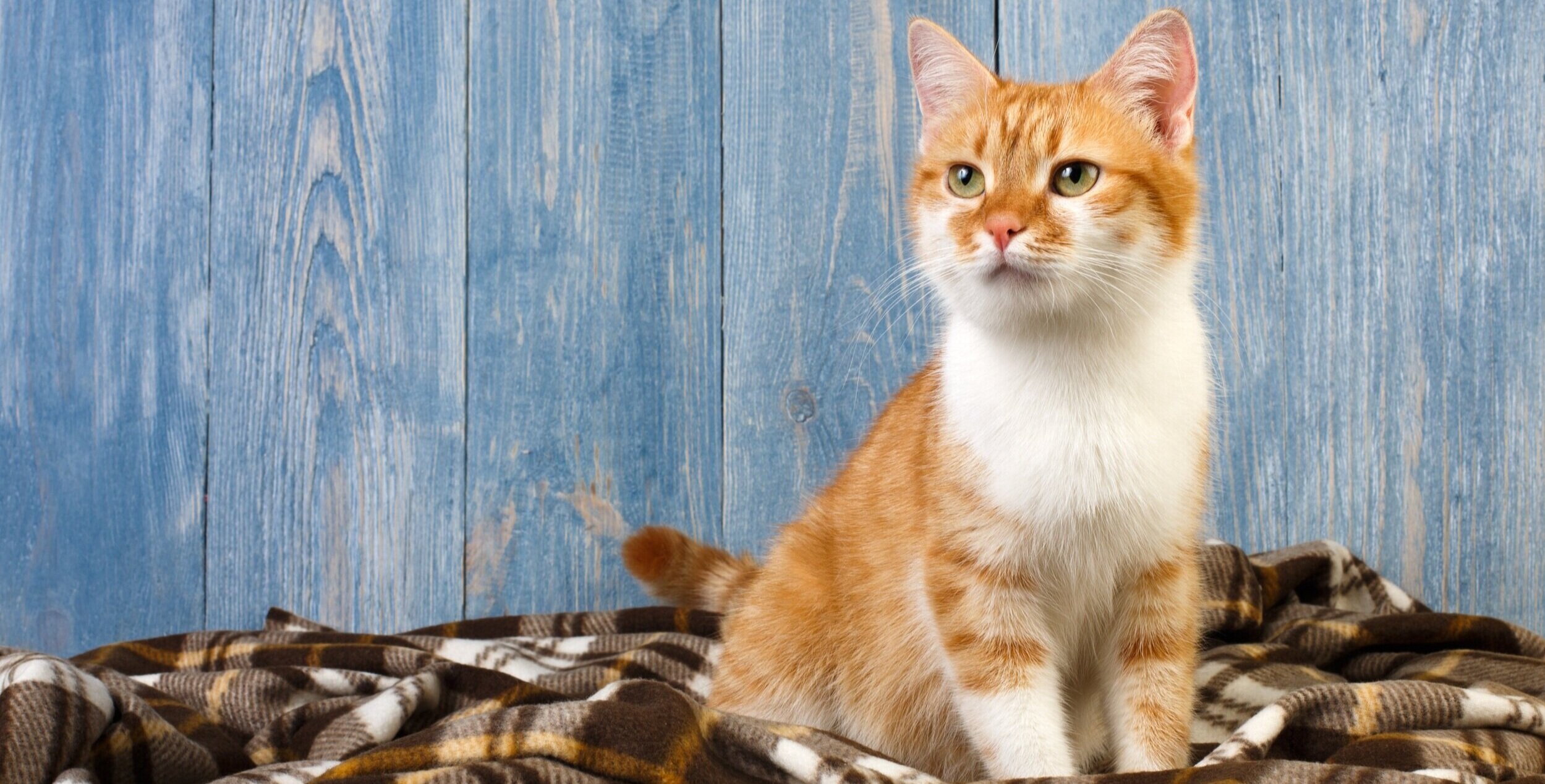 RSPCA Cat Rehoming Hub RSPCA Cat Rehoming Hub