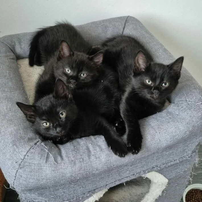 Uriah, Vicky and Violet