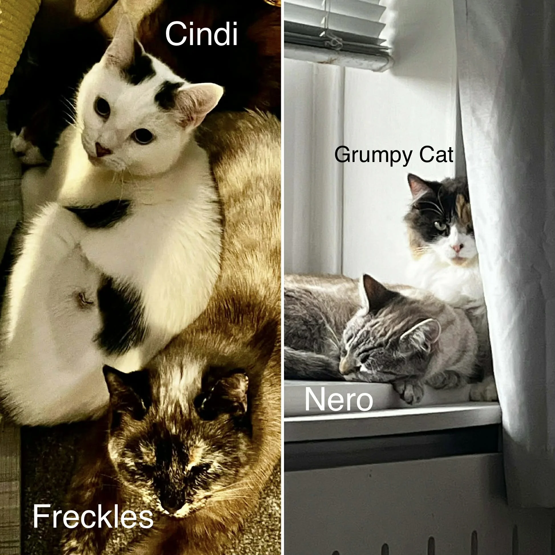 Cindi, Nero, Freckles and Grumpy cat