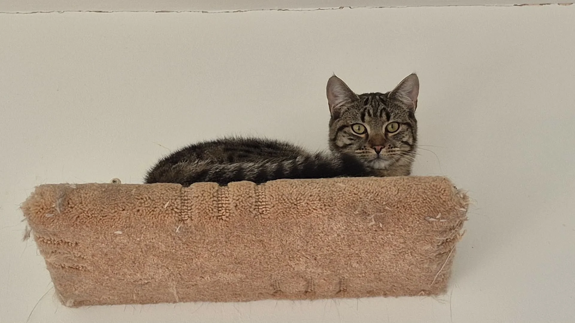 Nico