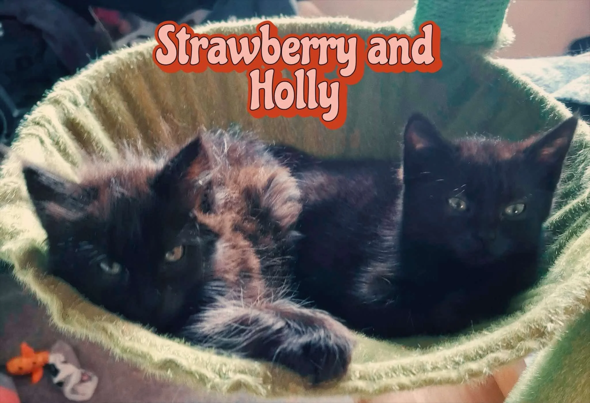 Strawberry and Holly