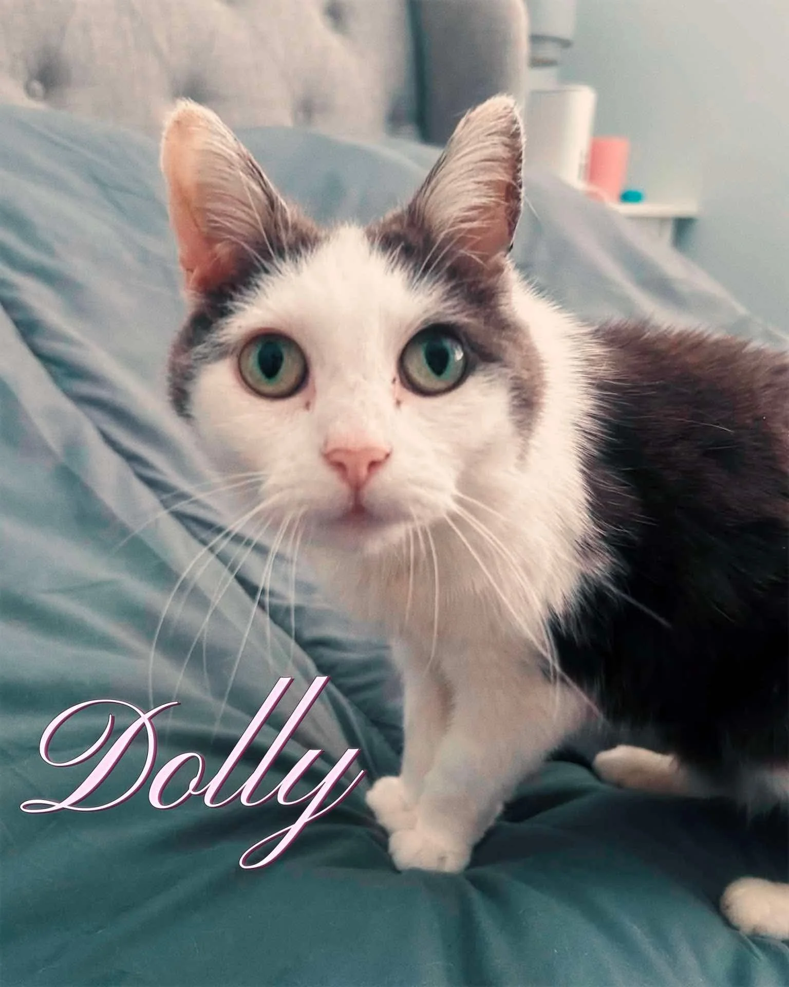 Dolly