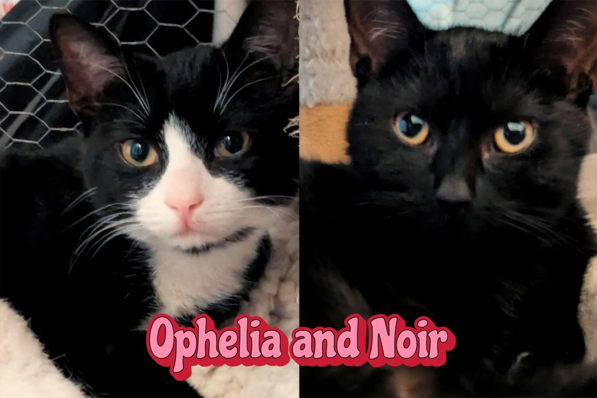 Ophelia and Noir