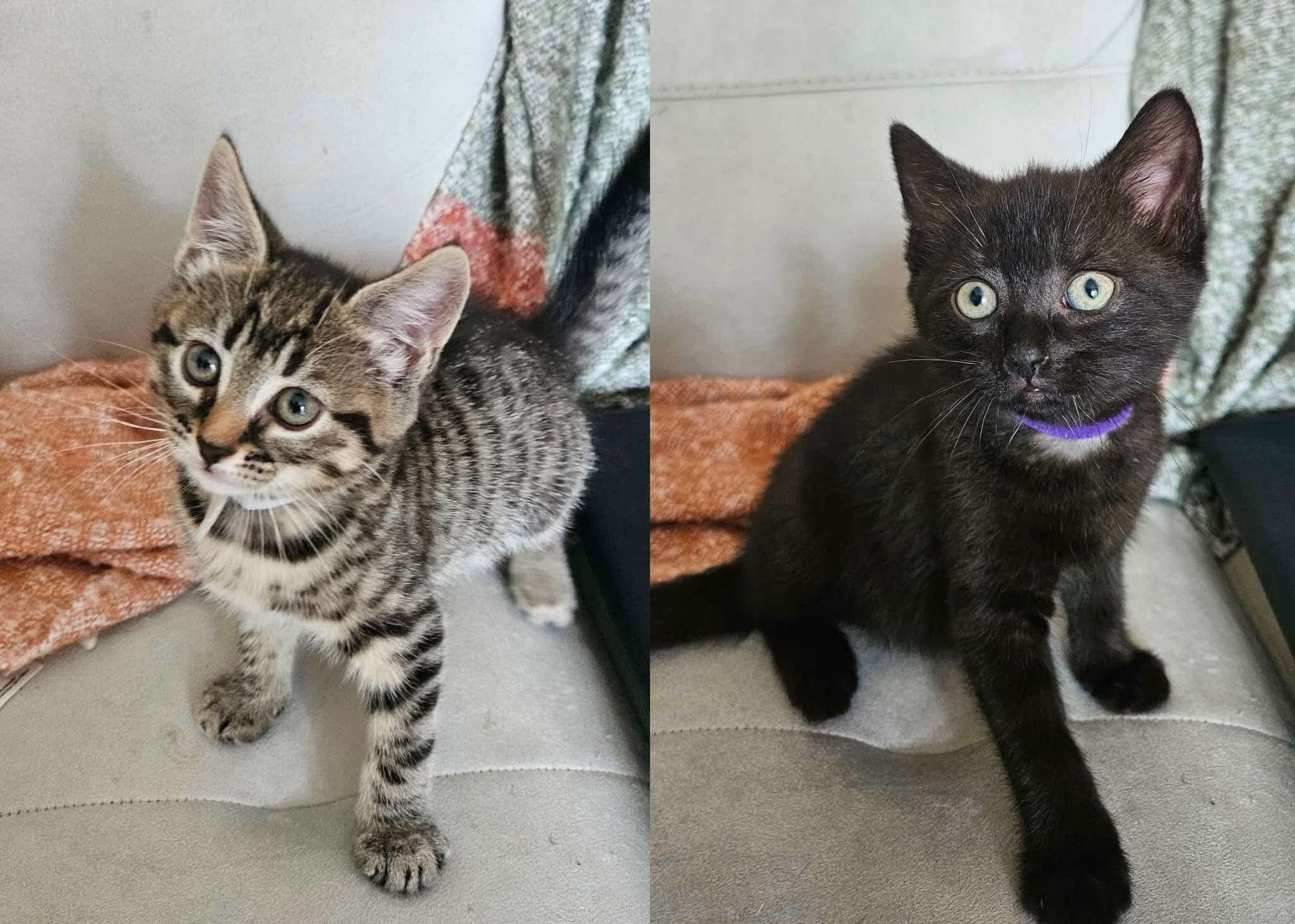 Dora and Minnie