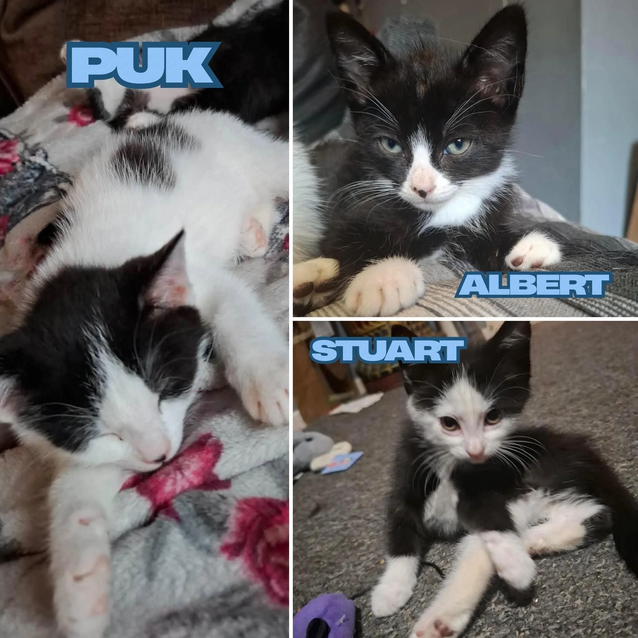 Puk, Albert and Stuart