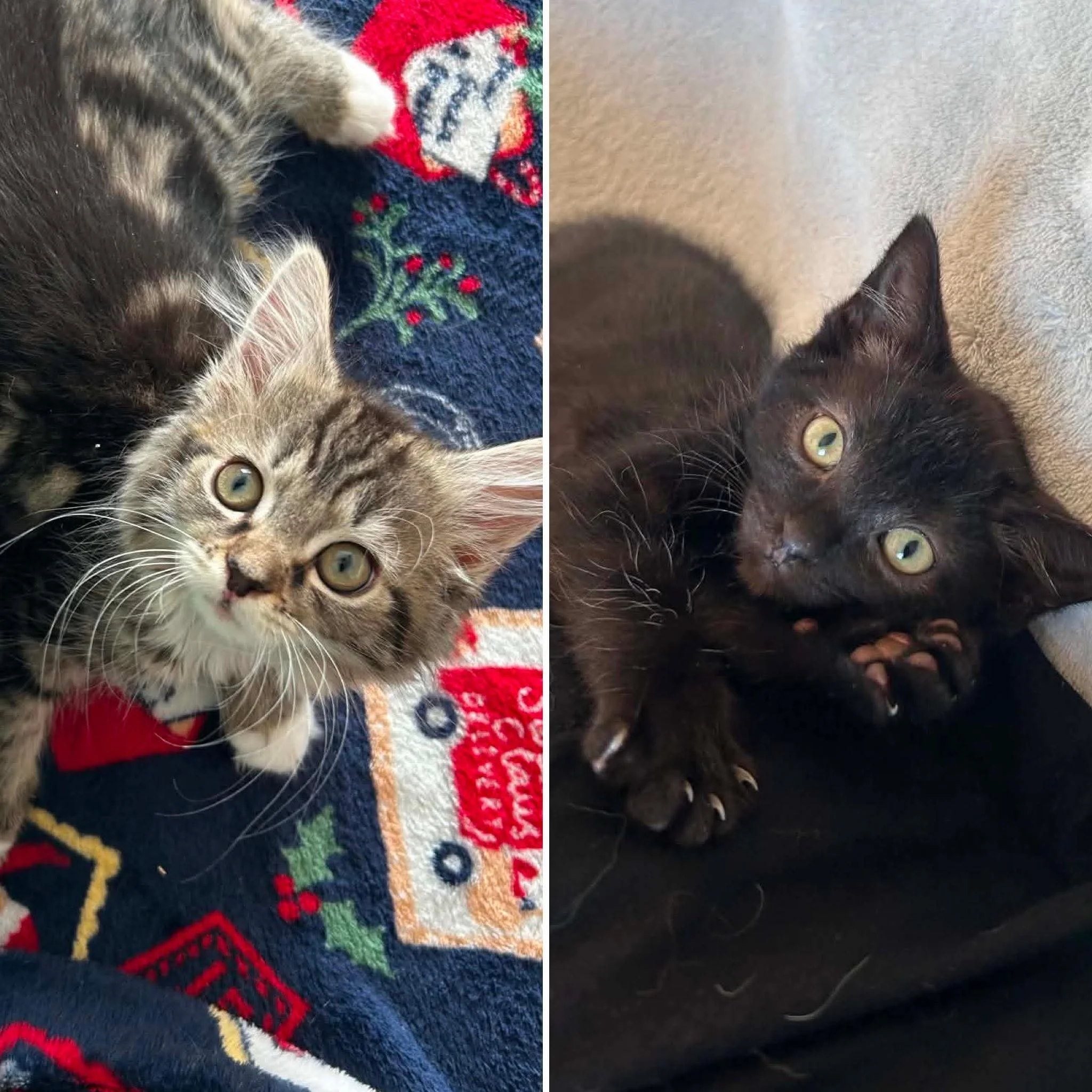 Fluff and Jude