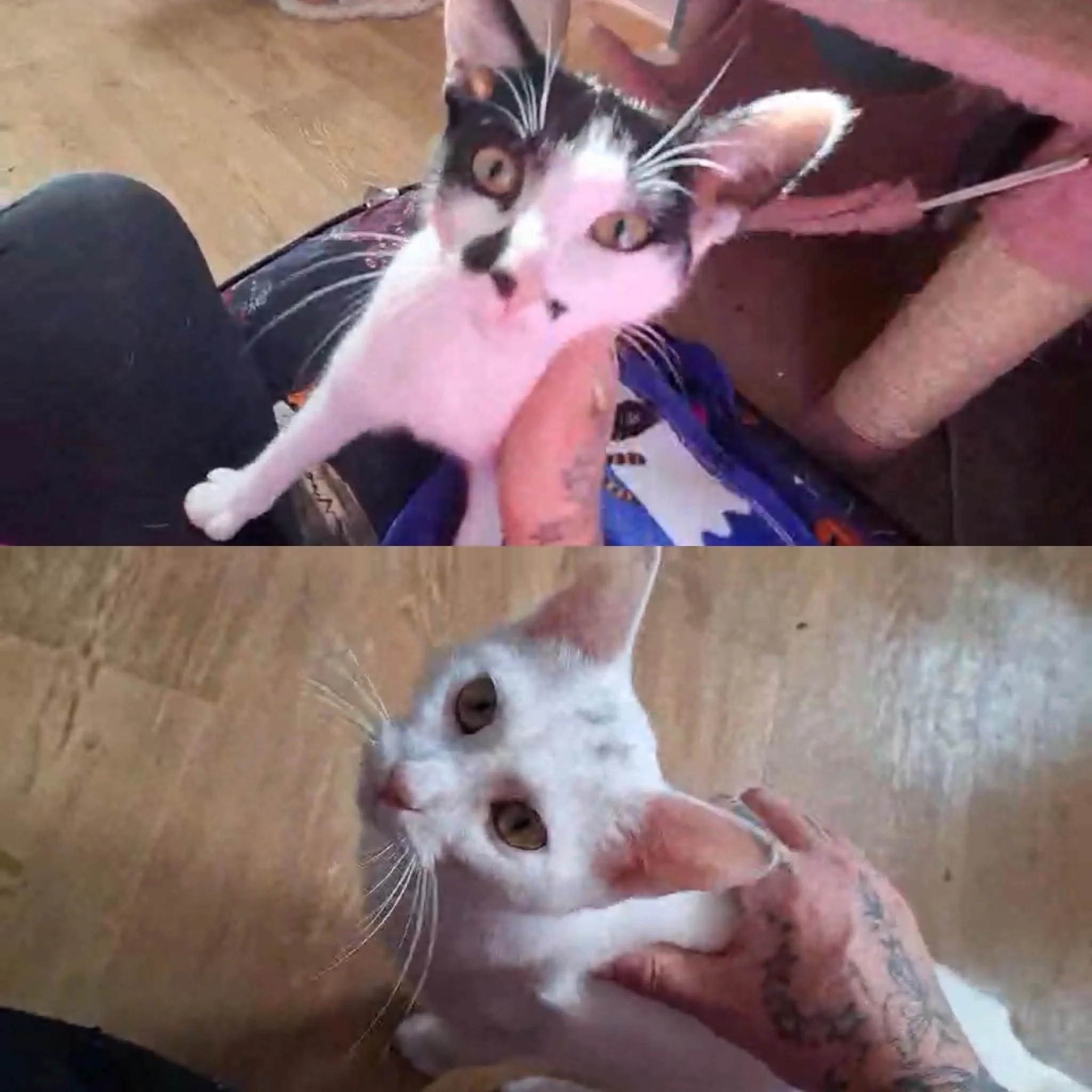 Pumpkin and Snowy