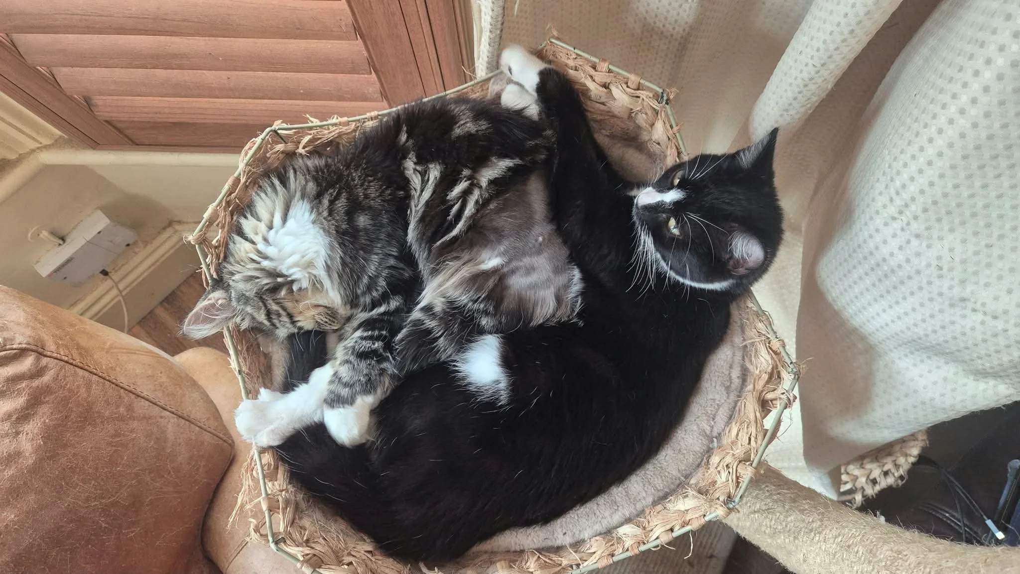 Dexter and Zoe