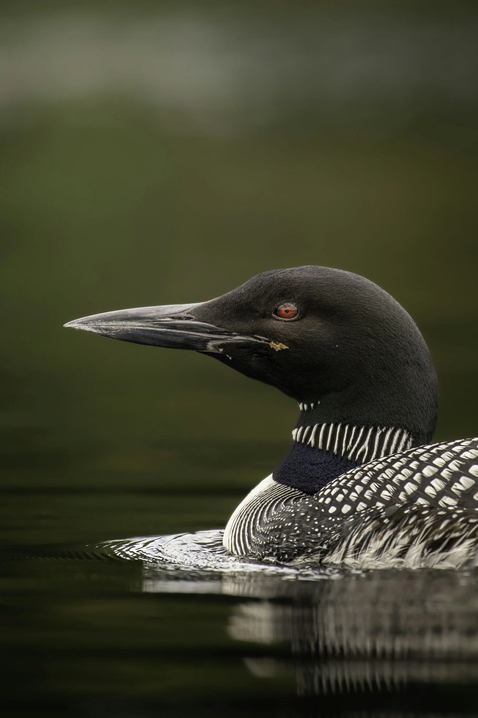 SARANAC LAKE - Resident Loon Researcher