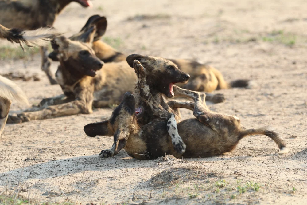 IMG_3507 - Paola Bouley.JPG