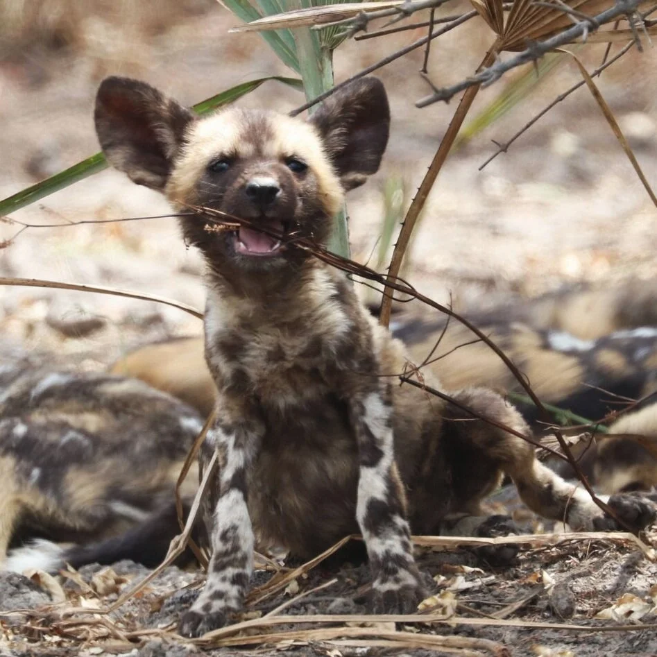 Post-War Recovery of Wild Dogs in Central Mozambique