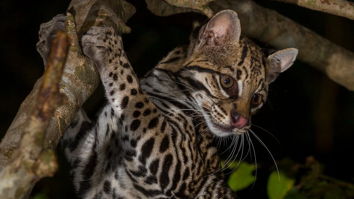 Reverse the Red, the global movement to ensure the survival of wild species