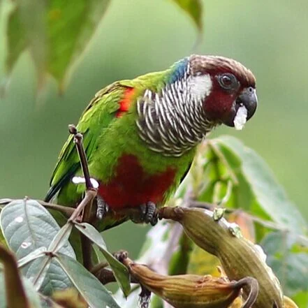 Conservation of the Grey-breasted Parakeet