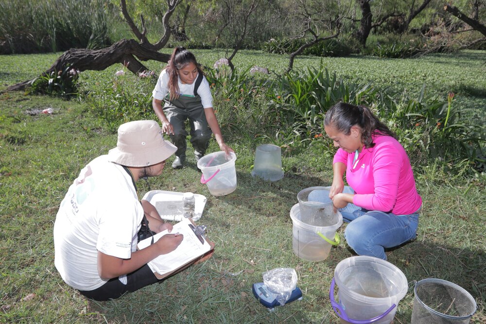  Monitoring the reintroduced populations of Z. tequila. 