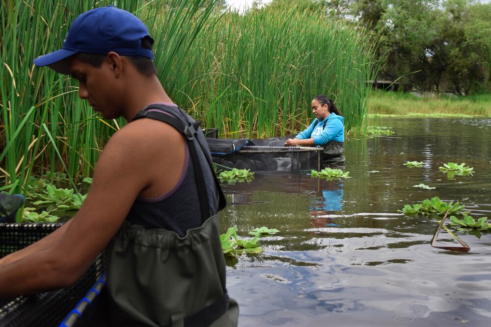  Revisiting the individuals to be reintroduced after the trip from FishArk facilities to the reintroduction area of the specimens in a mesocosm. 