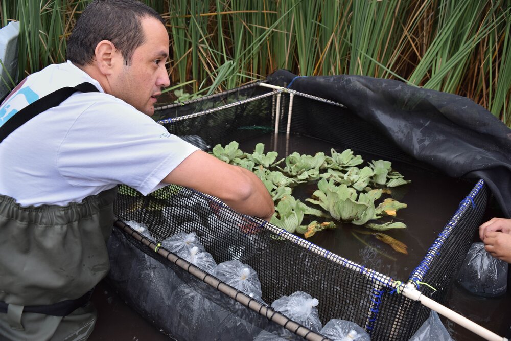  Revisiting the individuals to be reintroduced after the trip from FishArk facilities to the reintroduction area of the specimens in a mesocosm. 