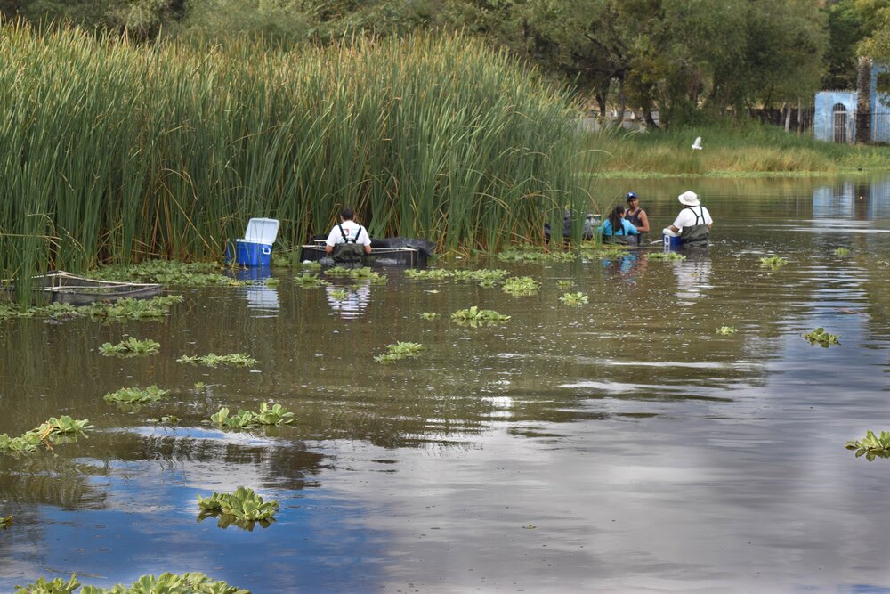  Revisiting the individuals to be reintroduced after the trip from FishArk facilities to the reintroduction area of the specimens in a mesocosm. 