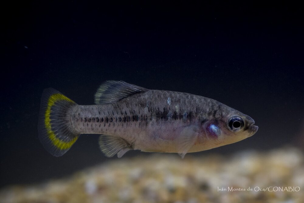  Tequila splitfin ( Zoogoneticus tequila ) 