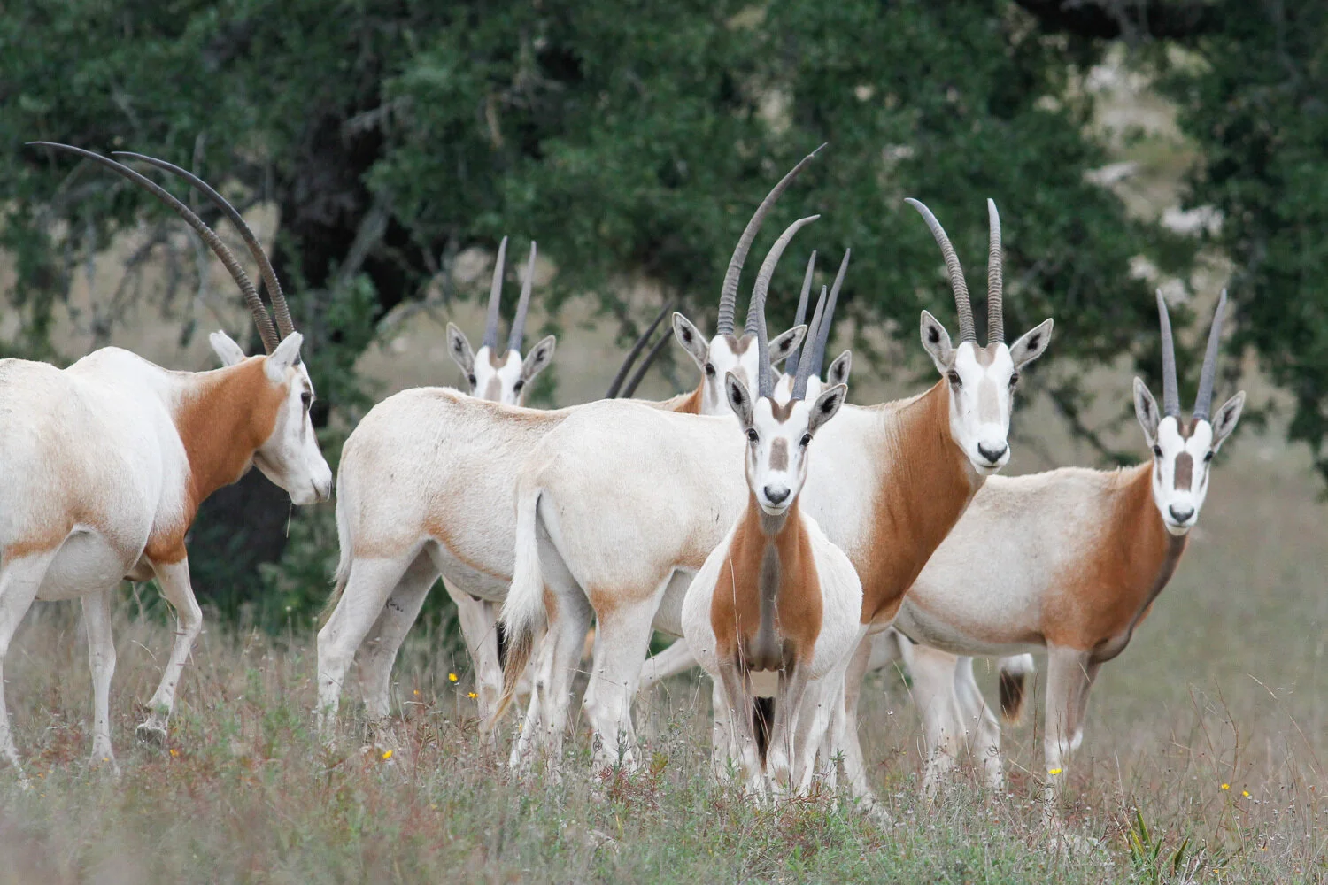 How To Remove Oryx Horns At Elizabeth Knowles Blog