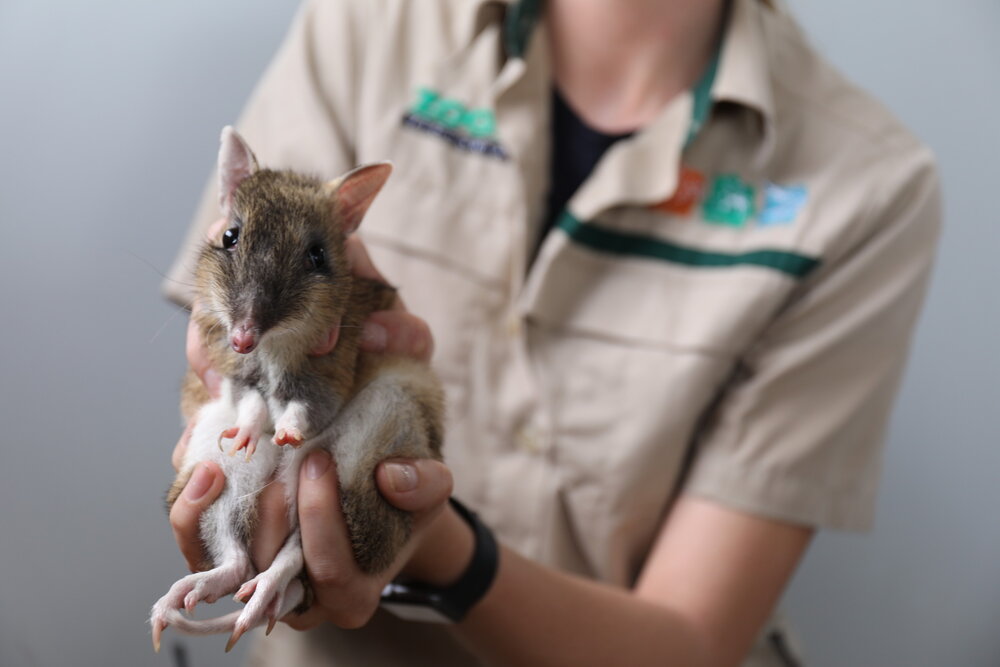 21959_Eastern Barred Bandicoot pouch checks _Werribee Open Range Zoo_Eastern Barred Bandicoot pouch checks - pouch young _0B9A9320 - Michelle Lang.jpg