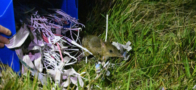 26822_Eastern Barred Bandicoot Release_Offsite_Eastern Barred Bandicoot release_ French Island._bandicoot release -137 - Michelle Lang.jpg