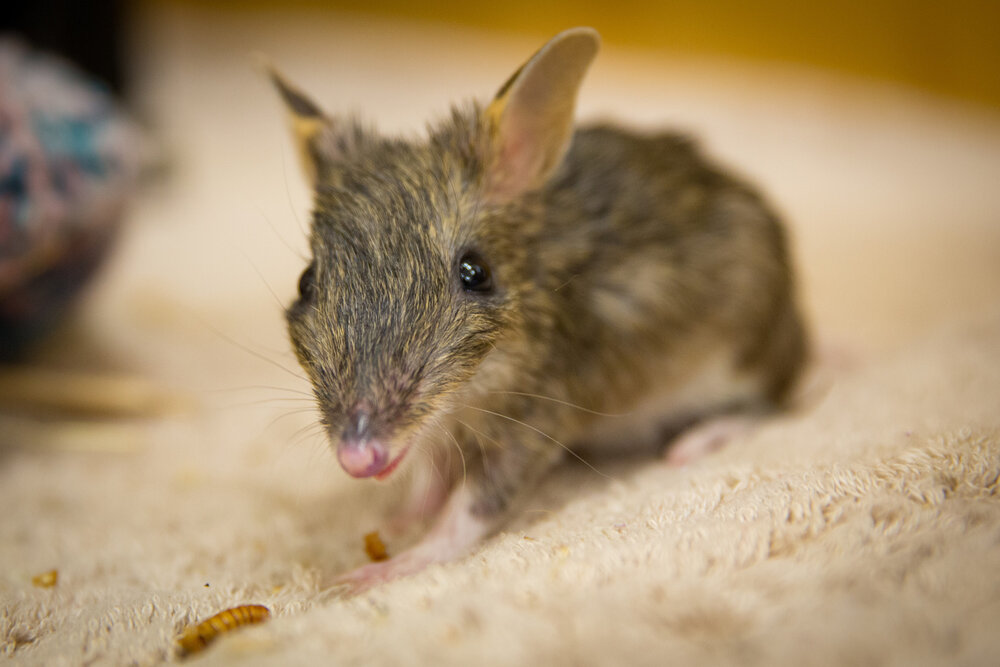 29898_Eastern Barred Bandicoot young_Melbourne Zoo_Young Eastern Barred Bandicoot at the vets_Eastern Barred Bandicoot baby-0166 - Michelle Lang.jpg