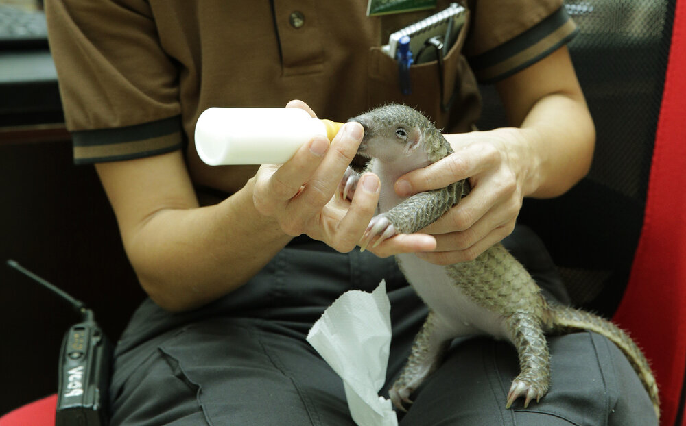 Saving the Sunda Pangolin 2 - Cheryl Wen.jpg