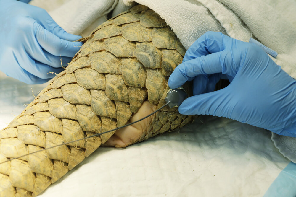 Saving the Sunda Pangolin 1  - Cheryl Wen.jpg