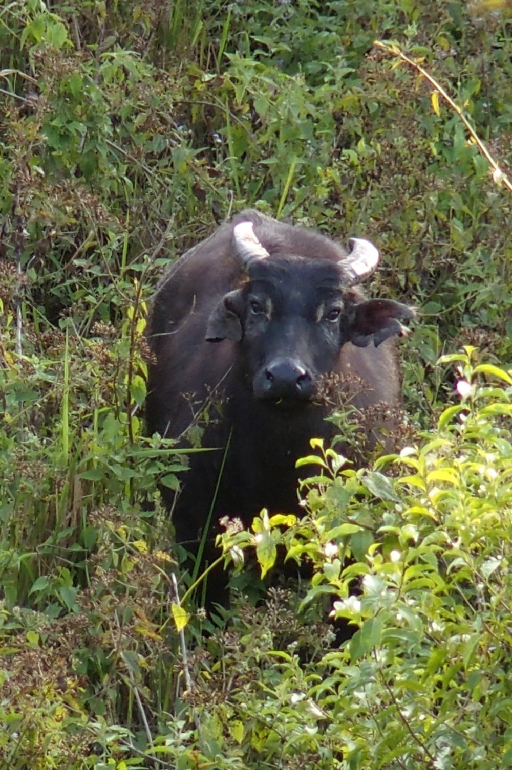 8 Conservation of the Philippine endemic and Critically Endangered Tamaraw – progress and success - DAF - Emmanuel Schutz.jpg
