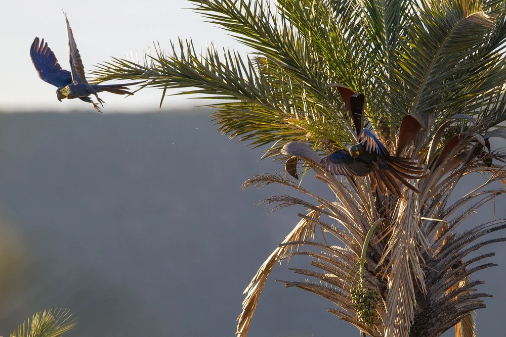 20190117JR0536 - Javier Almunia.JPG