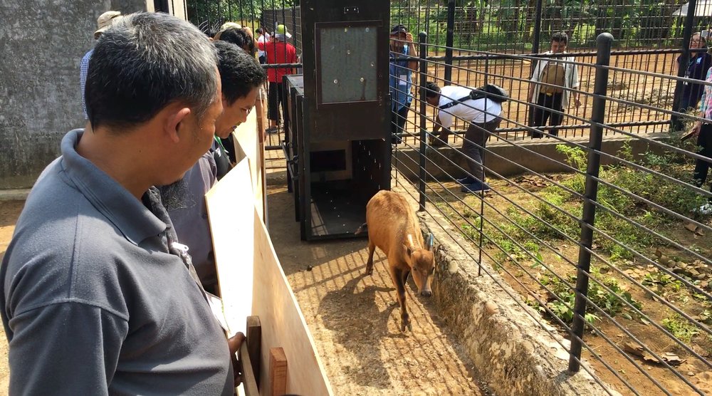 Action Indonesia Anoa and Babirusa Rescue Training in Makassar Credit Action Indonesia GSMP - AWCSG.jpg