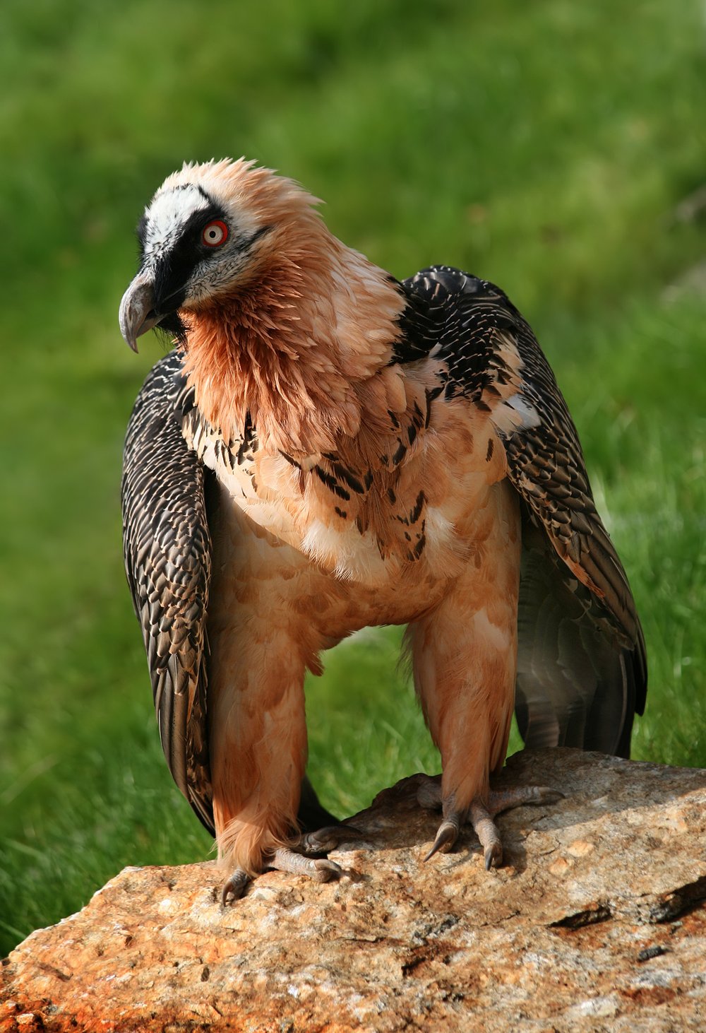 Reintroduction of bearded vultures in Europe (c) Richard Bartz - EAZA Executive Office.jpg