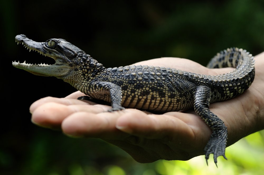 Siamese crocodile hatchling (credit - Jeremy Holden-FFI) - Pablo Sinovas.jpg