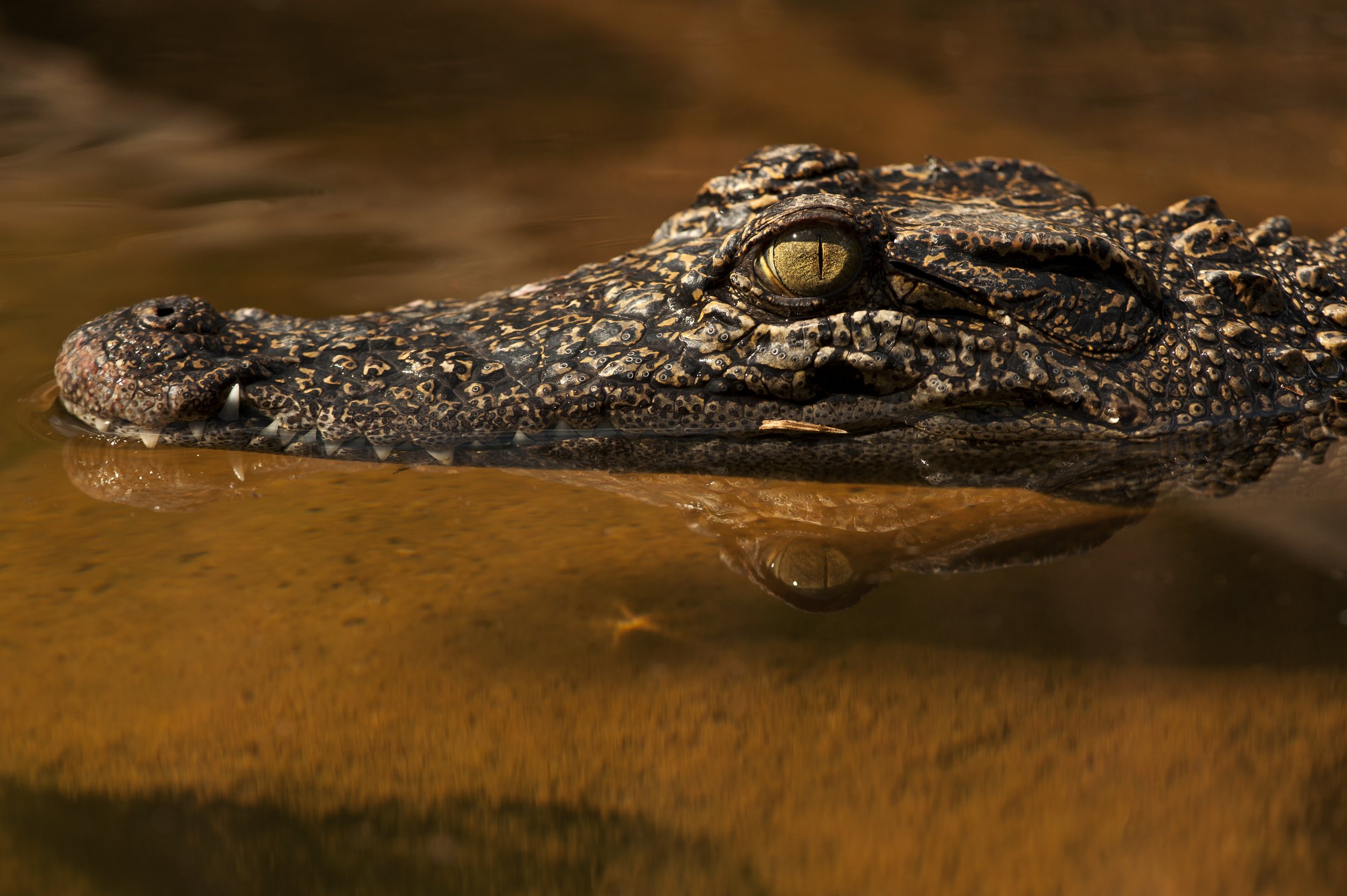Siamese crocodile in the Cardamom Mountains (credit - Jeremy Holden - FFI) - Pablo Sinovas.jpg
