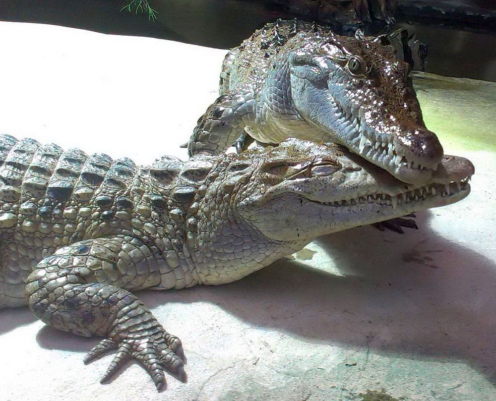 4. Philippine crocodile couple in the Cologne Zoo. A. Rauhaus